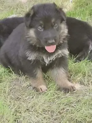T, Deutscher Schäferhund Welpen - Rüde