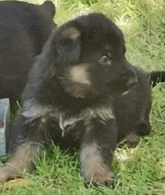 T, Deutscher Schäferhund Welpen - Rüde