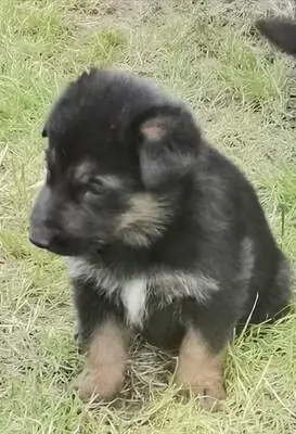 T, Deutscher Schäferhund Welpen - Rüde