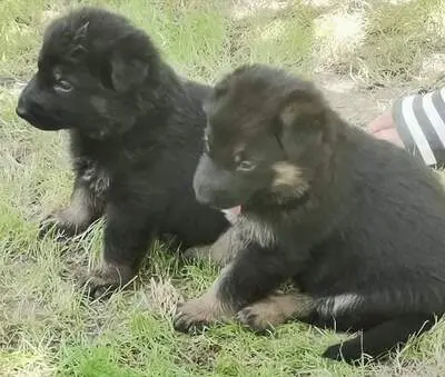 T, Deutscher Schäferhund Welpen - Rüde