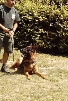 T, Deutscher Schäferhund Welpen - Rüde