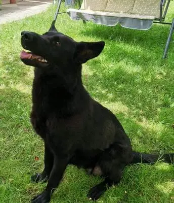 T, Deutscher Schäferhund Welpen - Rüde