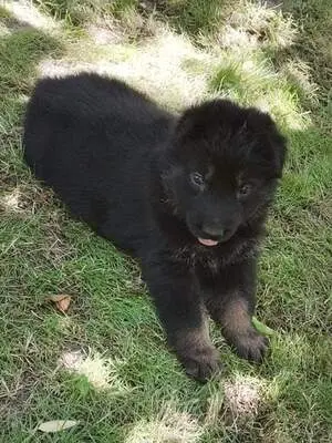 T, Deutscher Schäferhund Welpen - Rüde