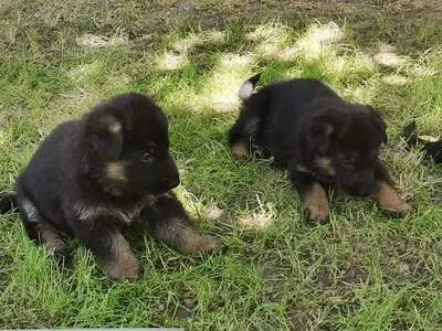 T, Deutscher Schäferhund Welpen - Rüde