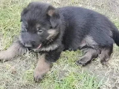 T, Deutscher Schäferhund Welpen - Rüde
