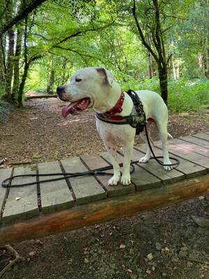 T-Mac Dogo Argentino Rüde wartet im Tierheim auf sein Zuhause, Dogo Argentino - Rüde
