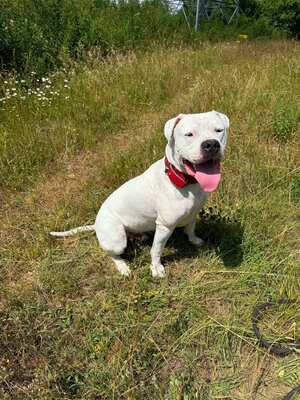 T-Mac Dogo Argentino Rüde wartet im Tierheim auf sein Zuhause, Dogo Argentino - Rüde