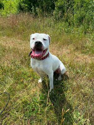 T-Mac Dogo Argentino Rüde wartet im Tierheim auf sein Zuhause, Dogo Argentino - Rüde