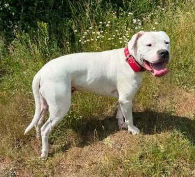 T Mac Dogo Argentino möchte auch ein Zuhause, Dogo Argentino - Rüde