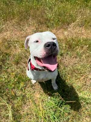 T Mac Dogo Argentino möchte auch ein Zuhause, Dogo Argentino - Rüde