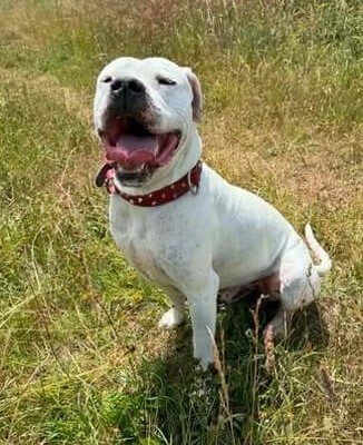 T Mac Dogo Argentino möchte auch ein Zuhause, Dogo Argentino - Rüde