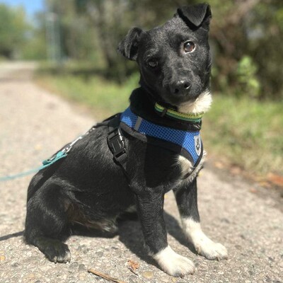 🥰T-Rex Kleiner Bub wünscht sich sehr einpassendes Zuhause ❤️, Mischling - Rüde