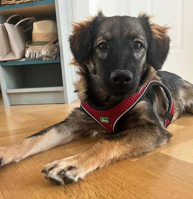 TALI Welpenbub, Mischling - Rüde