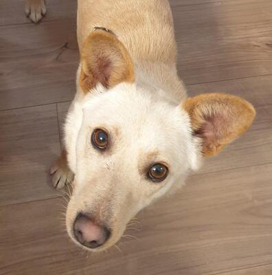 TAMARI in Wien, Spitz-Pinschermixhündin - Hündin