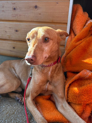 TANGO, Podenco Andaluz - Rüde