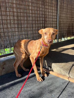 TANGO, Podenco Andaluz - Rüde
