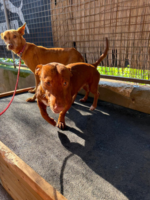 TANGO, Podenco Andaluz - Rüde