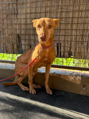 TANGO, Podenco Andaluz - Rüde