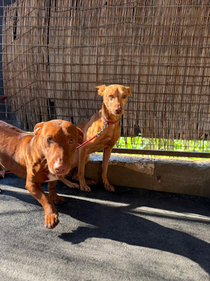 TANGO, Podenco Andaluz - Rüde