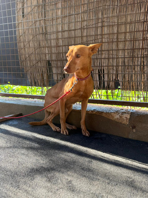 TANGO, Podenco Andaluz - Rüde