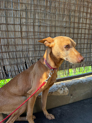 TANGO, Podenco Andaluz - Rüde