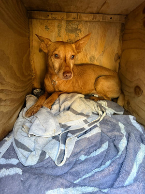 TANGO, Podenco Andaluz - Rüde