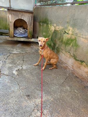 TANGO, Podenco Andaluz - Rüde