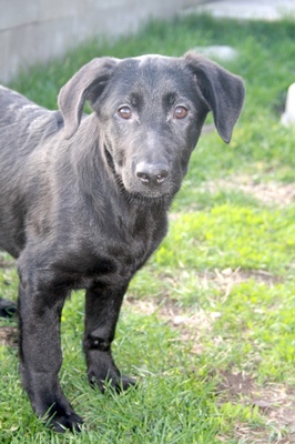 TANILA, Labradormix - Hündin