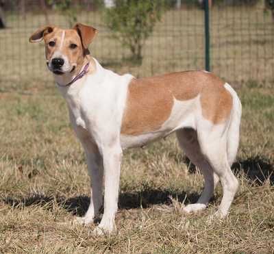 TANJA - freundlich, anhänglich, lebhaft, interessiert, gelehrig, zunächst sehr ängstlich, als Zweithündin nur zu einem Rüden, Mischling - Hündin