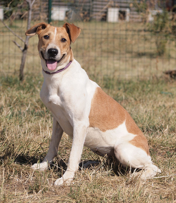 TANJA - freundlich, anhänglich, lebhaft, interessiert, gelehrig, zunächst sehr ängstlich, als Zweithündin nur zu einem Rüden, Mischling - Hündin