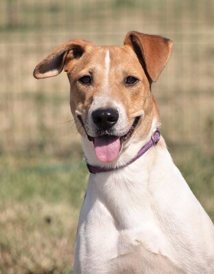 TANJA - freundlich, anhänglich, lebhaft, interessiert, gelehrig, zunächst sehr ängstlich, als Zweithündin nur zu einem Rüden, Mischling - Hündin