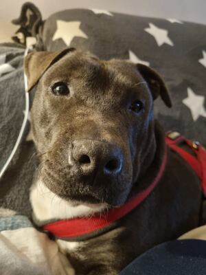 TANK, Staffmix - Rüde