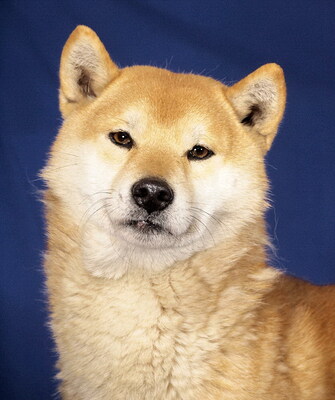 TAO - R E S E R V I E R T !!!!! lieb, fröhlich, interessiert, lebhaft, klug, anfangs etwas schüchtern, Shiba Inu - Rüde