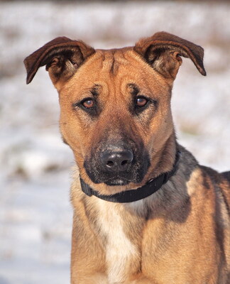 TARA - menschenorientiert, sehr anhänglich, temperamentvoll und bewegungsfreudig, sehr lernwillig, nicht zu Katzen, Mischling - Hündin