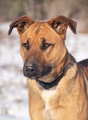 TARA - menschenorientiert, sehr anhänglich, temperamentvoll und bewegungsfreudig, sehr lernwillig, nicht zu Katzen, Mischling - Hündin