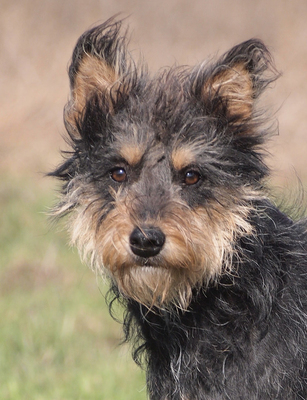 TARA - menschenorientiert und sehr freundlich, temperamentvoll, bewegungsfreudig, intelligent