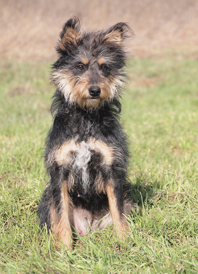 TARA - menschenorientiert und sehr freundlich, temperamentvoll, bewegungsfreudig, intelligent, Mischling - Hündin