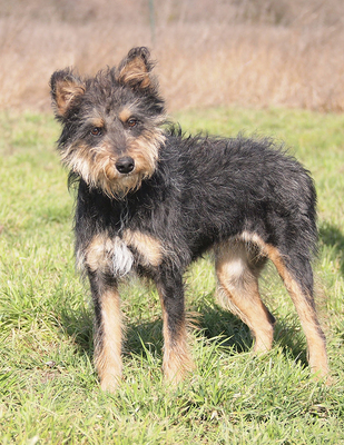 TARA - menschenorientiert und sehr freundlich, temperamentvoll, bewegungsfreudig, intelligent, Mischling - Hündin