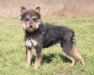 TARA - menschenorientiert und sehr freundlich, temperamentvoll, bewegungsfreudig, intelligent, Mischling - Hündin