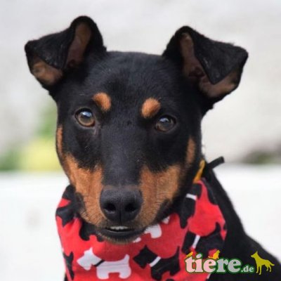 TATOO - Ubeda, Pinscher-Mischling - kastriert - Rüde