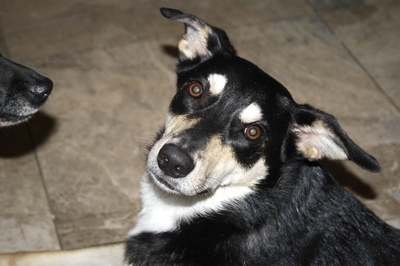 TAYANA Yana, Mischling - Hündin