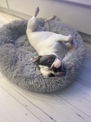 TEDDY, Französische Bulldogge - Rüde