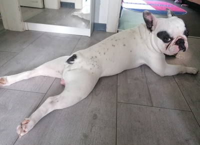 TEDDY, Französische Bulldogge - Rüde