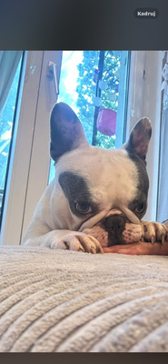 TEDDY, Französische Bulldogge - Rüde