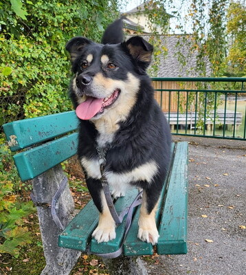 TEDDY - R E S E R V I E R T !!!!! menschenorientiert und sehr freundlich, anhänglich, sehr lebhaft, verspielt, kinderlieb, Mischling - Betreuungsplatz Salzburg - Rüde