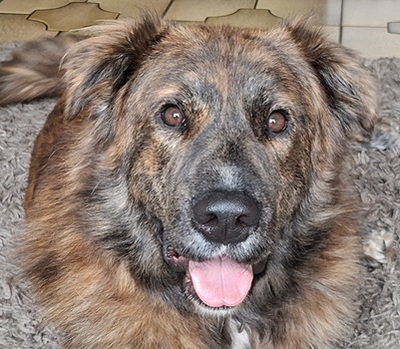 TEDDY S 283, Mischling - Rüde