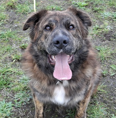 TEDDY S 283, Mischling - Rüde