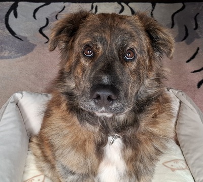 TEDDY S 283, Mischling - Rüde