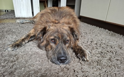 TEDDY S 283, Mischling - Rüde