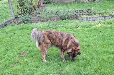 TEDDY S 283, Mischling - Rüde